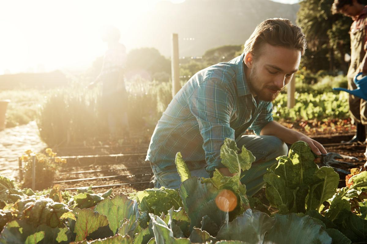 Homme récoltant des légumes oubliés