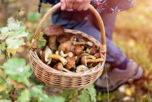 Panier de champignons